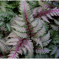 Fern - Japanese Regal Red