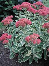 Sedum 'Autumn Charm' Stonecrop