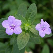 Ruellia humilis Wild Petunia