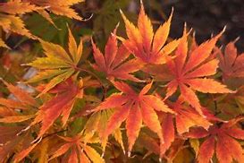 Japanese Maple - Fascination