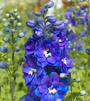 Delphinium 'Guardian Blue'