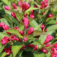 Weigela - All Summer Red