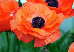 Papaver 'Central Park' Oriental Poppy