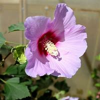 Rose of Sharon - Full Blast