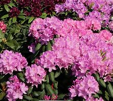 Rhododendron - Roseum Elegans