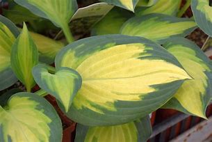 Hosta 'Forbidden Fruit'