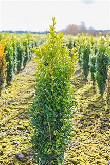 Boxwood - Graham Blandy Columnar