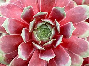 Super Sempervivums - Ruby