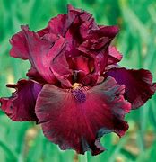 Iris 'Rio Rojo' – Pandy's Garden Center