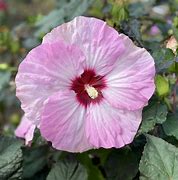 Hibiscus - Spinderella