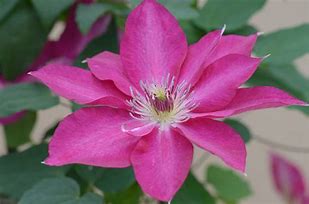 Clematis 'Tekla'