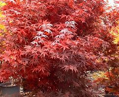 Japanese Maple - Brandt's Dwarf