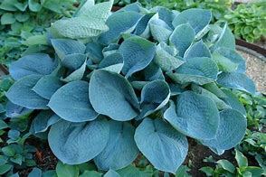 Hosta 'Love Pat'