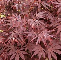 Japanese Maple - Ebony Weeping