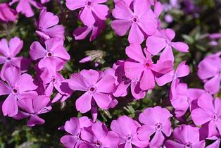 Phlox 'Fabulous Rose' Creeping Phlox