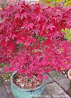 Japanese Maple - Englishtown