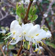 Honeysuckle - Fragrant Winter