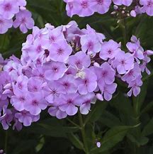 Phlox 'Uptown Girl' Tall Garden