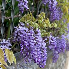 Wisteria - Longwood Purple