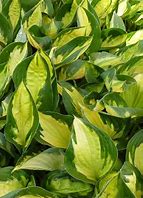 Hosta 'Morning Light'