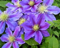 Clematis 'Lindsay'