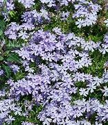 Phlox 'Blue Cushion' Creeping Phlox