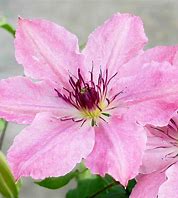 Clematis - Sarah Elizabeth