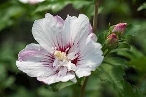 Rose of Sharon - Fiji Pink