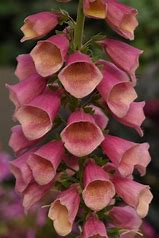 Digitalis ‘Artic Fox’ Foxglove