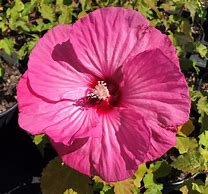 Hibiscus 'Evening Rose'