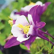 Aquilegia 'Early Bird Purple' Columbine