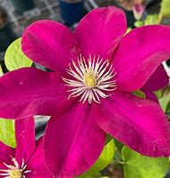 Clematis - Issey