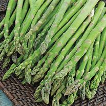 Asparagus 'Jersey Knight'