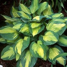 Hosta 'Captain Kirk'