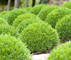 Boxwood - Assorted Varieties