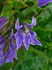 Lobelia "Syphilitica Blue" Cardinal Flower