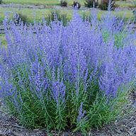 Perovskia 'Blue Jean Baby' Russian Sage