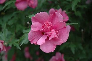 Rose of Sharon - Lucy