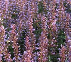 Anise Hyssop "Purple Haze" Agastache