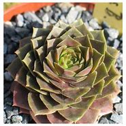 Sempervivum - Shrocki