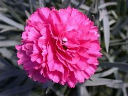 Dianthus "Early Bird Sherbet" Garden Pinks