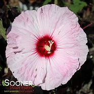 Mystery Hibiscus