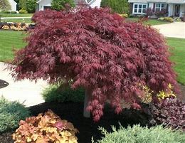 Japanese Maple - Crimson Princess Weeper