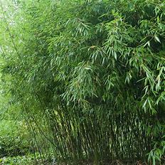 Bamboo David Bisett's Hardy