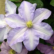 Clematis 'Silver Moon'