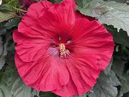 Hibiscus 'Valentine Crush'