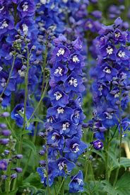 Delphinium 'Blue Delphina' Larkspur