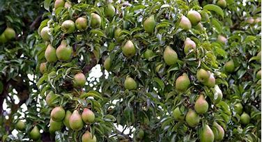 Pear - Multiple Varieties on 1 Tree