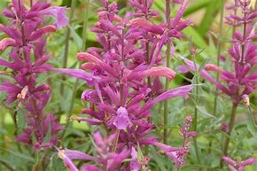 Anise Hyssop "Rosie Posie" Agastache