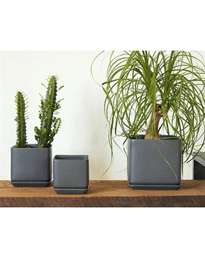 Palm Springs Cube